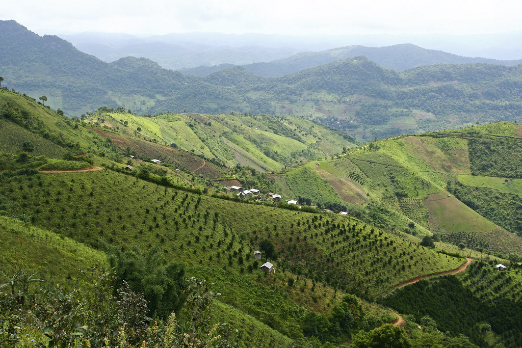 Embark on an Adventure Trekking Experience to Palaung Villages in Kalaw!