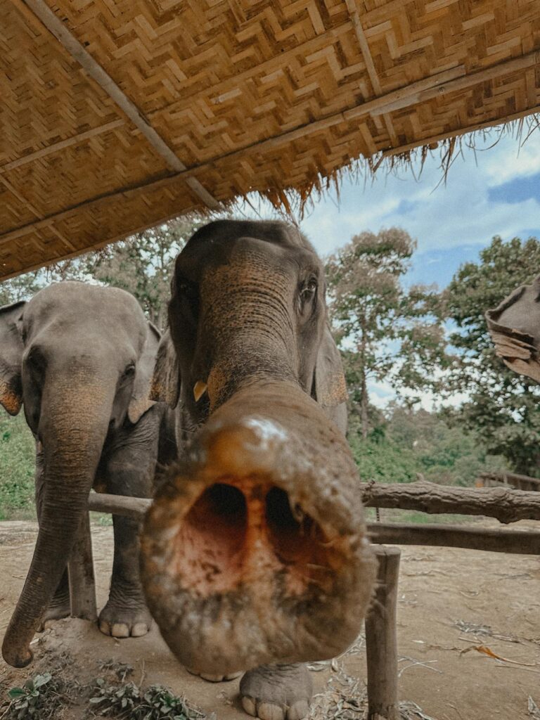 “Elephant Care & Nature Trek: Chiang Mai Ethical Day Tour Experience”